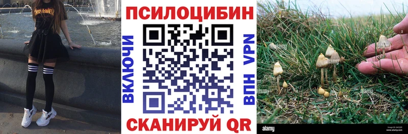 Купить закладки  Алексин  Псилоцибиновые грибы GOLDEN TEACHER 